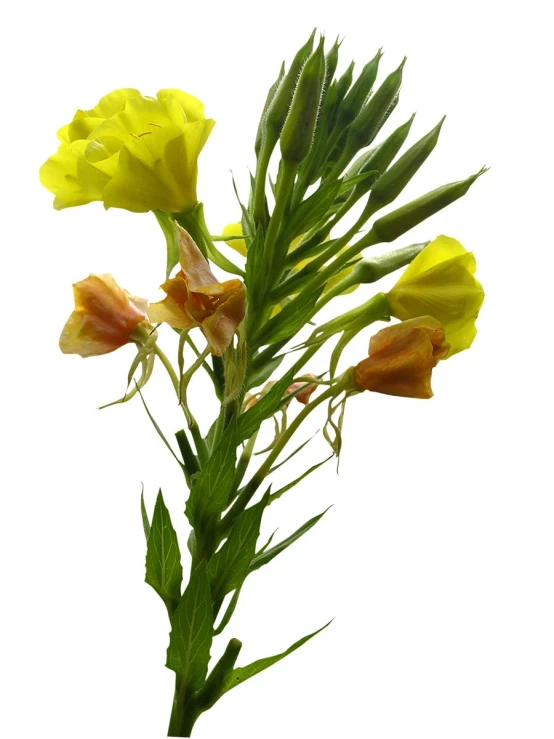 a flower stalk is set up on a white background