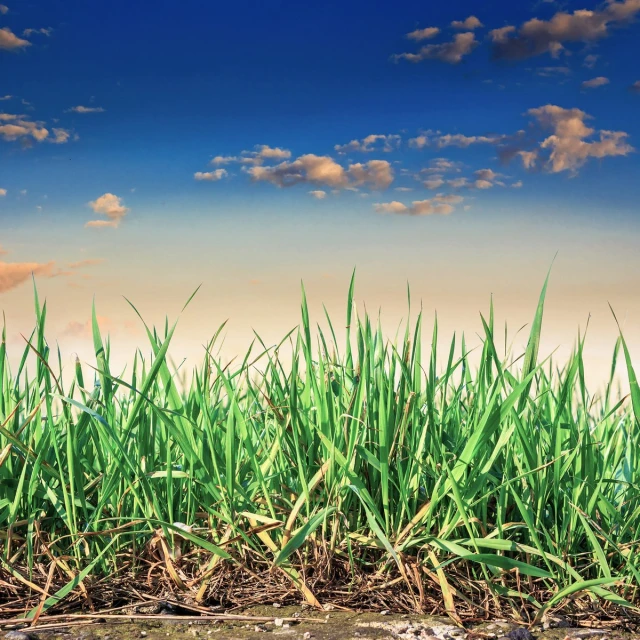 tall grass with blue sky in the background