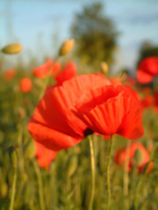 a poppy with some very big flowers