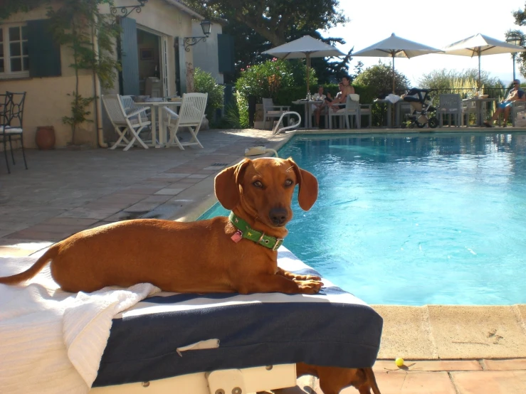 an orange dog is sitting on the edge of a pool