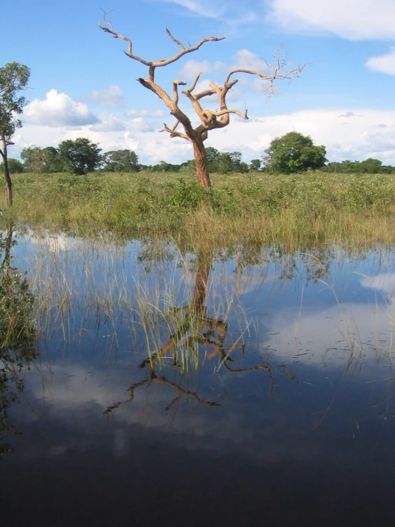 a lone tree stands in a grassy field