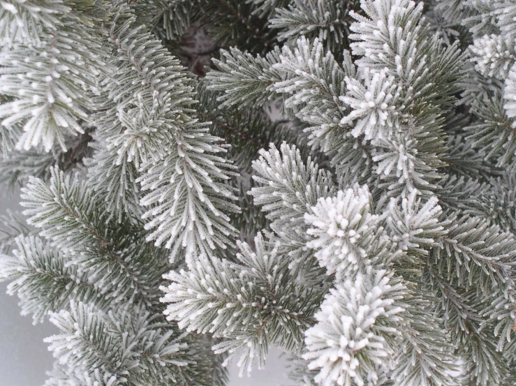 snow flakes cover the nches of pine trees
