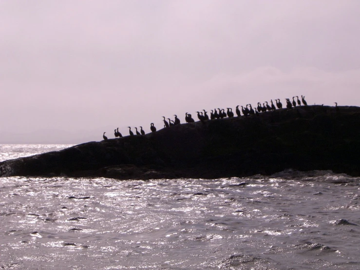 a group of birds perched on an island near the water