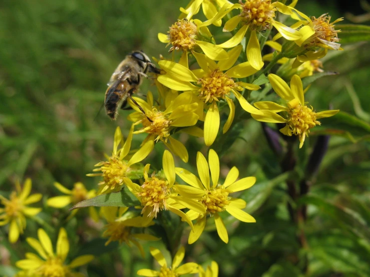 the bee is drinking nectar from the flowers