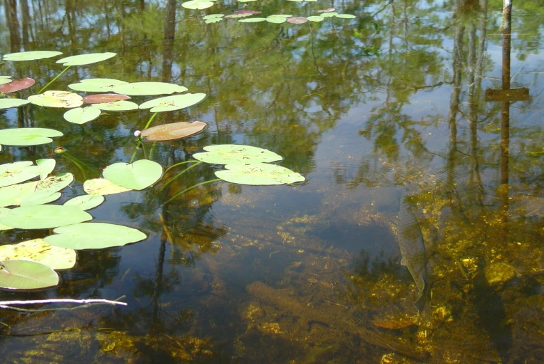 a pond full of water lilies with trees in the background