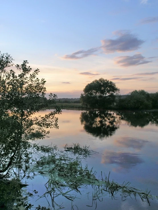 trees are around the edge of a body of water