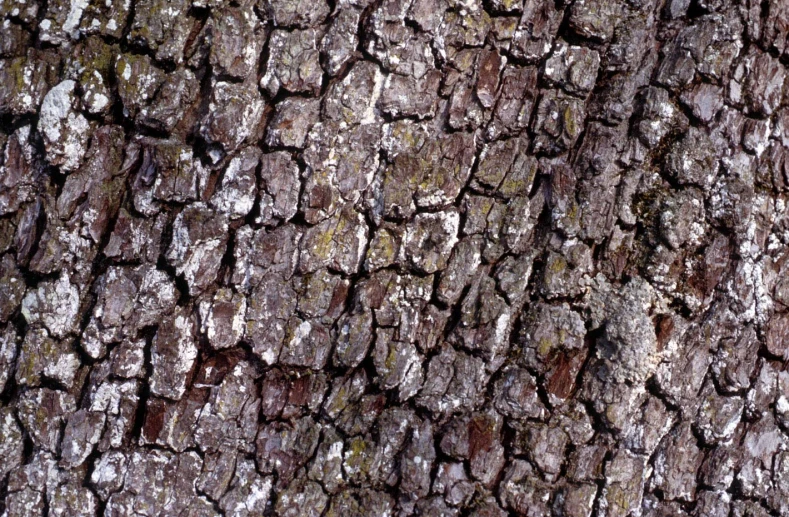 the bark on the tree shows almost brown with some green underbrush