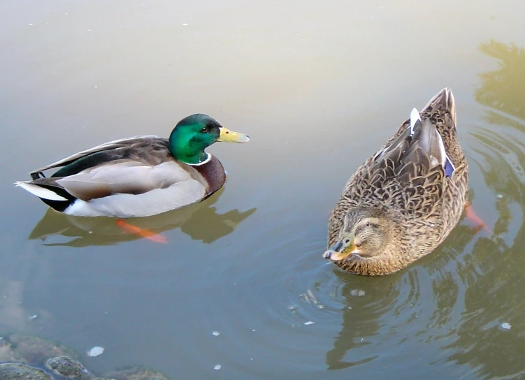 a close up of two ducks swimming in water