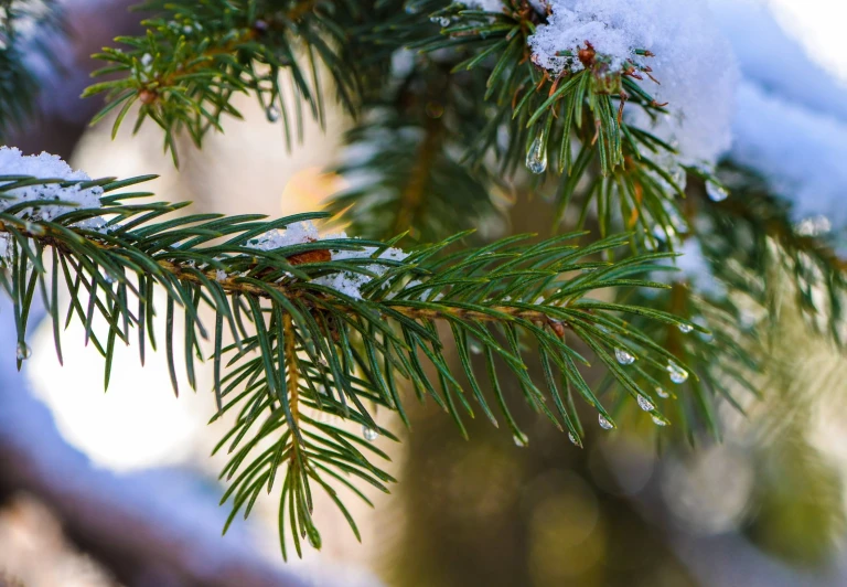 a green nch covered in snow sitting on a tree