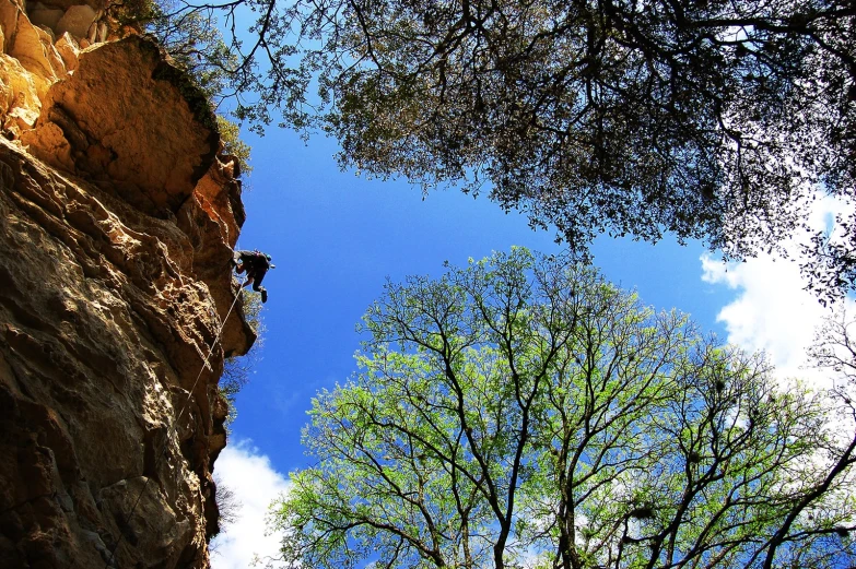an upward view of the sky and trees of a cliff face