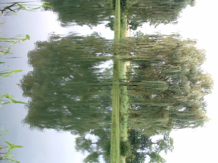 a tree reflection is shown with grass and water surrounding it