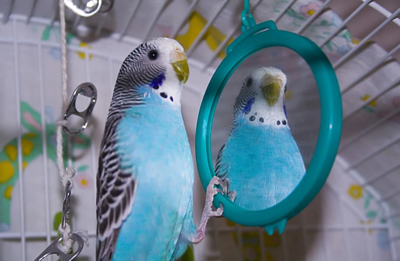 two parakeets sitting together in a cage