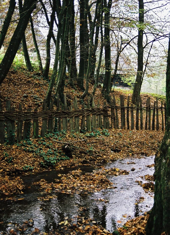 a wet creek runs between wood fence and leafy trees