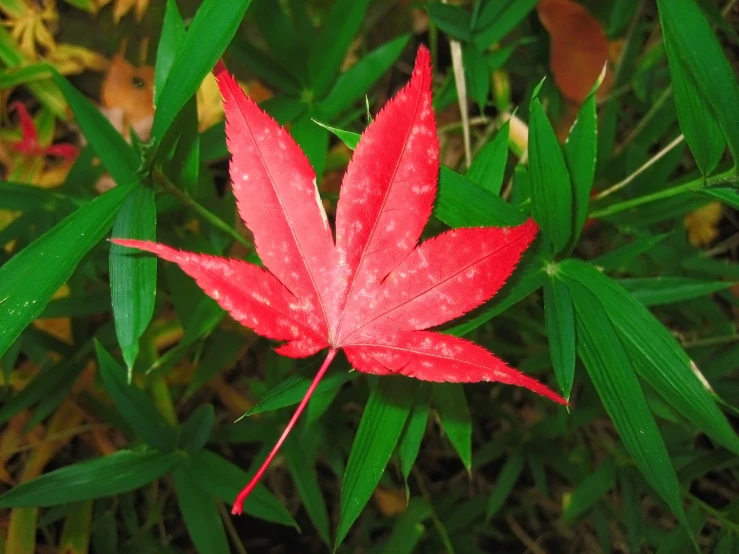 a very pretty bright red leaf that has green leaves on it