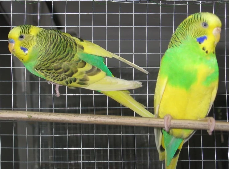 two green and yellow birds are perched on a nch