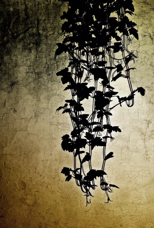 silhouette of a plant against a sepia background