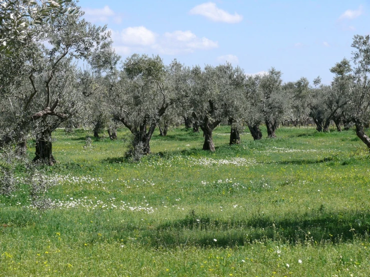 an open field with trees covered in flowers