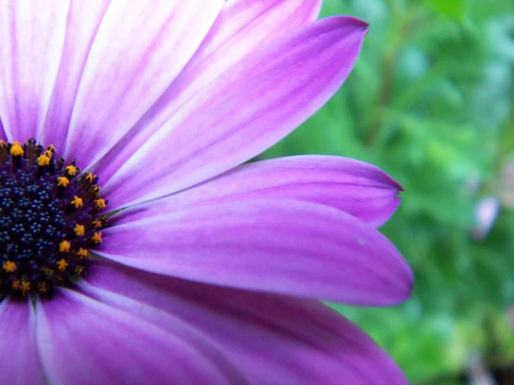 close up of a pink flower with a green leafy background