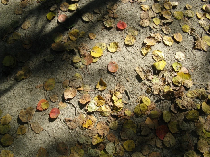 there are leaves that have been lying on the ground