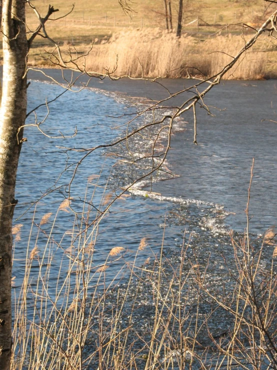 a river running through a grassy field next to tall trees