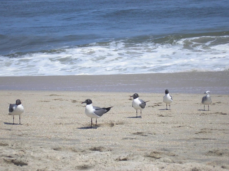 three seagulls on the beach near the water