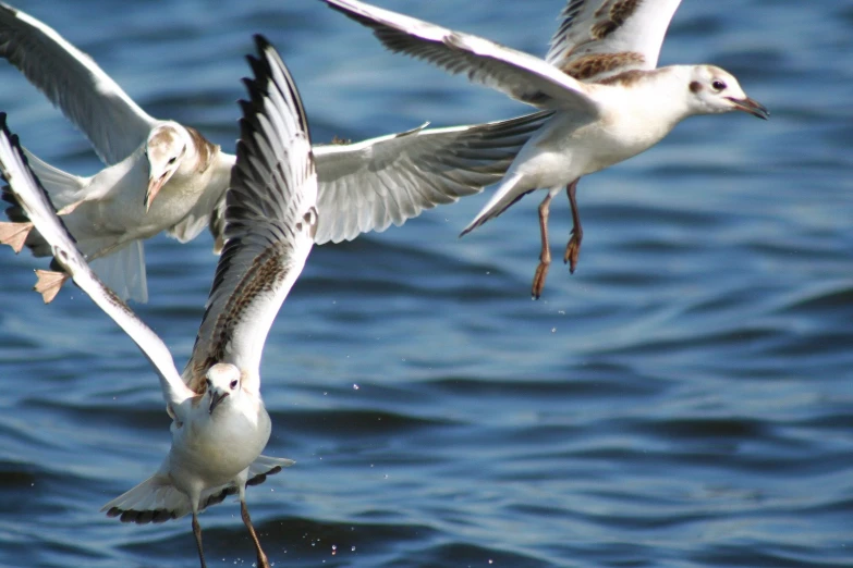 three white seagulls flying above the ocean