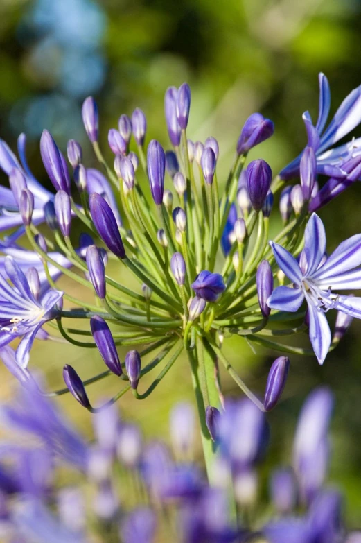 purple flowers with many centers in the middle of them