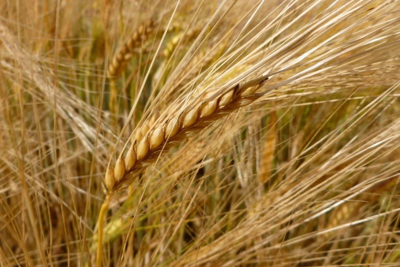 a wheat is shown in the foreground with several long stalks