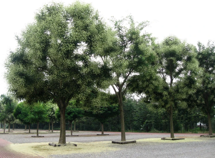 there are trees in the grass with a park bench at the end of it