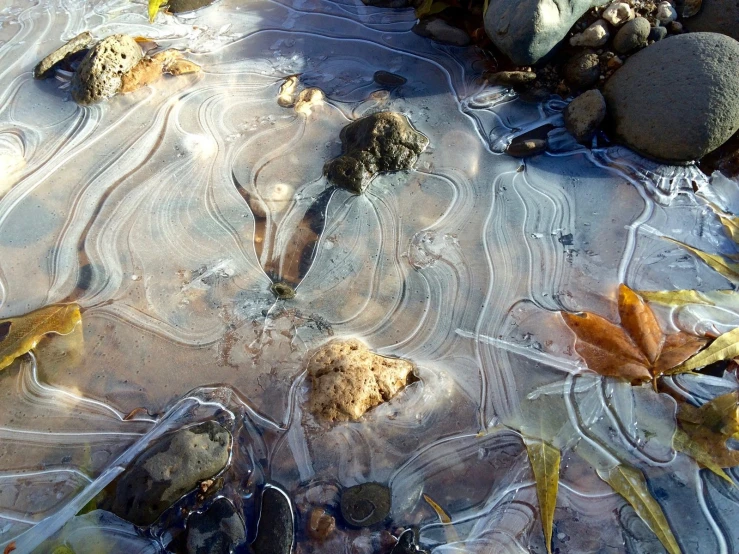 a patch of ice with rock, leaves and water