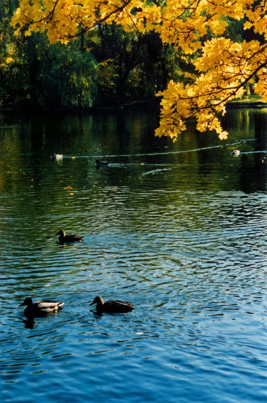 several ducks swimming in the water with trees in the background