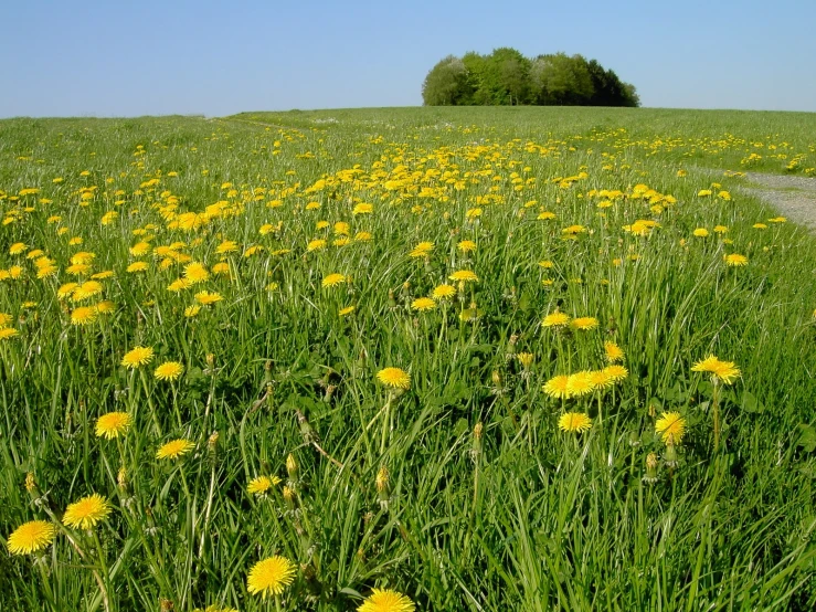 a big field with yellow flowers in it