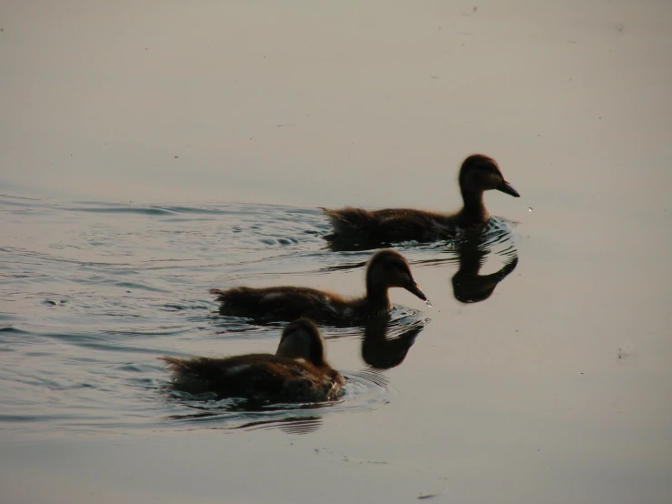 four ducks swimming in the water near each other