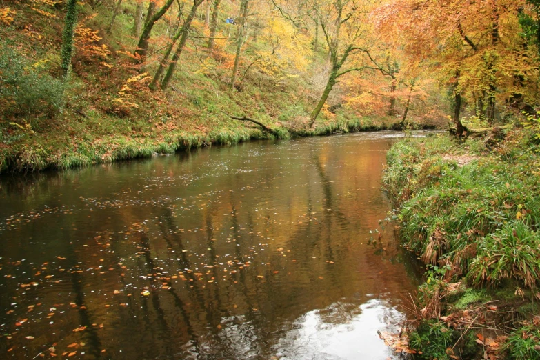 a river flowing through a forest surrounded by trees