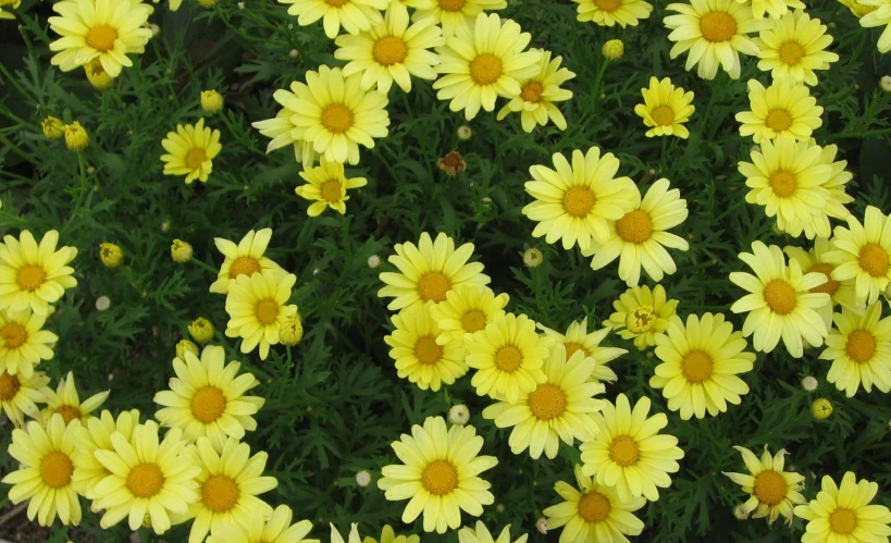 the yellow and green flowers are blooming next to each other