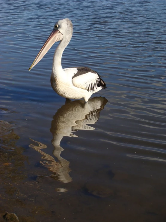 a pelican sitting on the beach next to the water