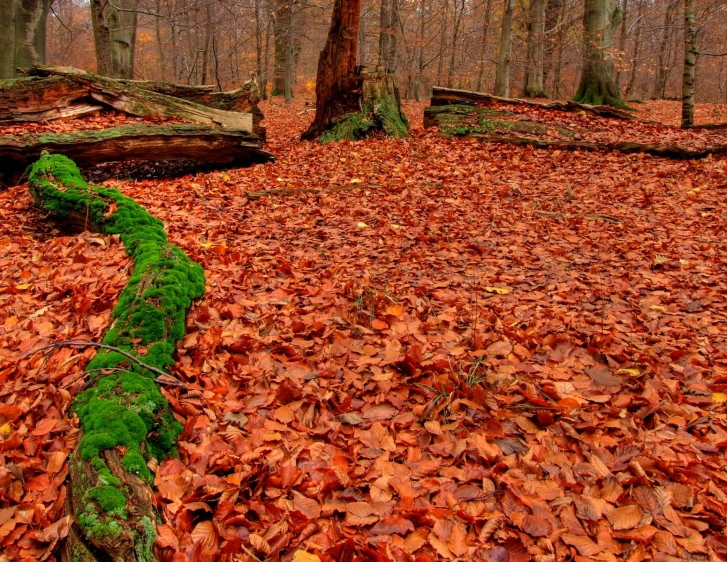 a wooden log in a leaf covered ground