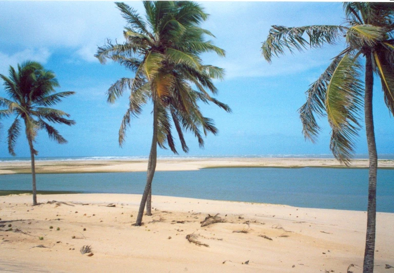 several palm trees on the sand and the ocean