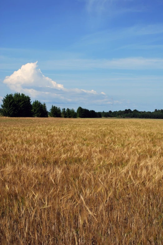 a field of wheat and two horses standing in the distance