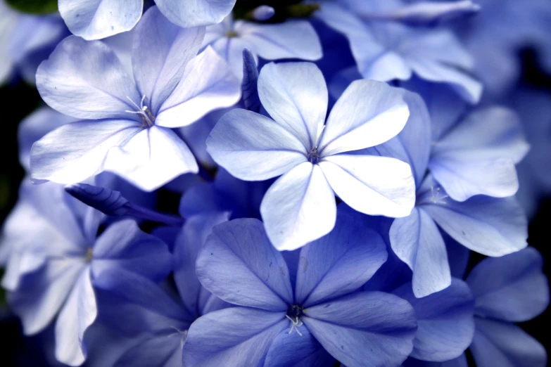 a close up image of flowers on the tree