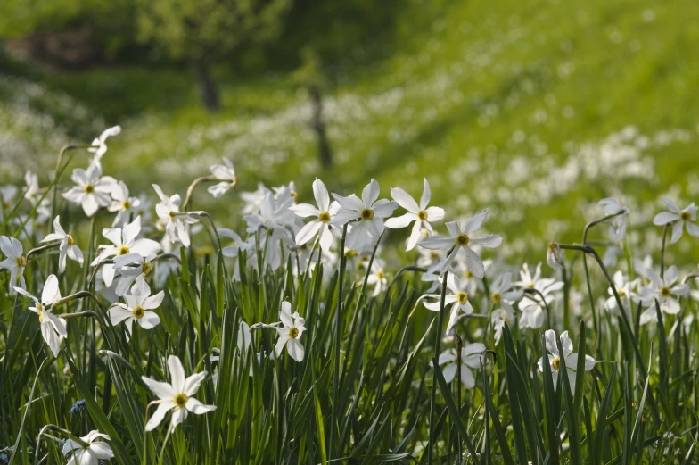 many white flowers are growing in the grass