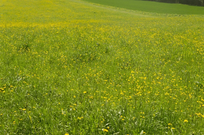 a field full of green and yellow flowers