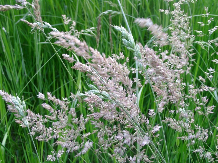 a bunch of tall green grass with purple flowers