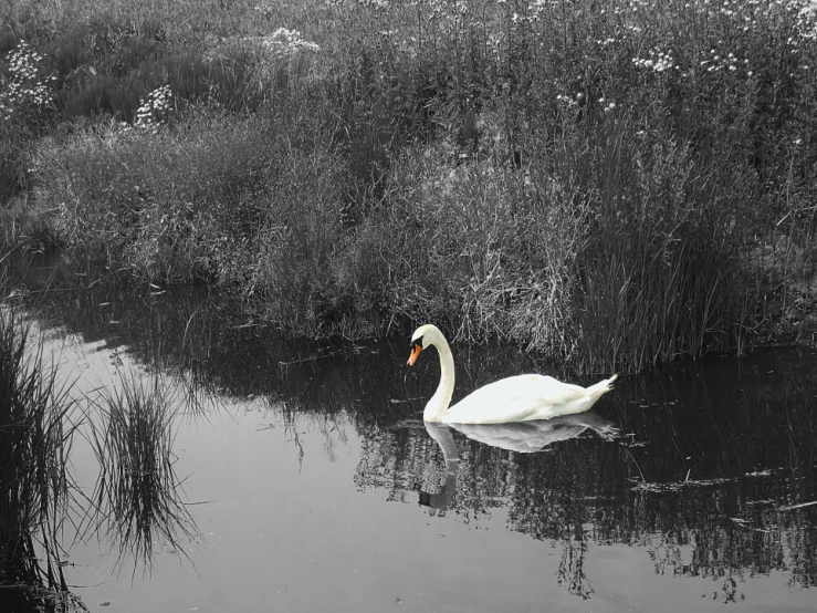 the white swan is swimming in the small pond