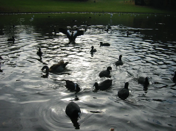 many ducks in a pond with ripples in the water