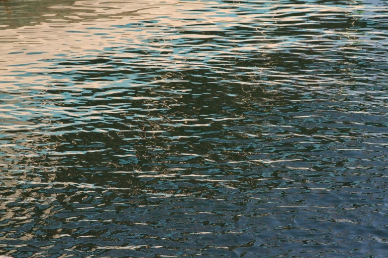 a bird standing in the middle of the water