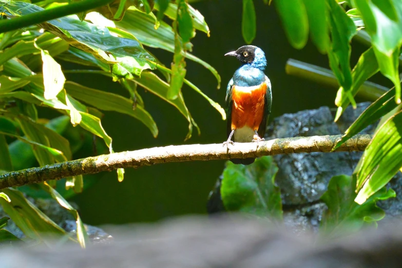 a bird perched on a nch in a tree