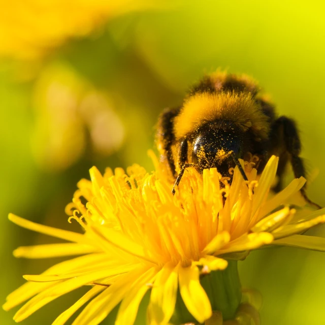 a bee sits on a yellow flower in the sun