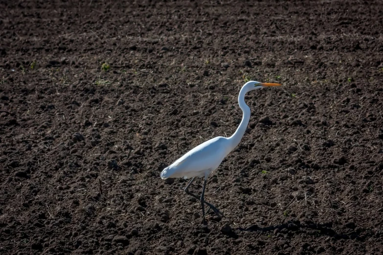 the white bird is walking on the ground