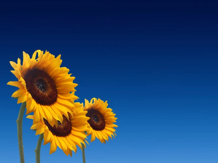 three sunflowers in front of a blue sky